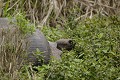  
 Galapagos 
 Equateur 
 Parc National des Galapagos 
 Tortue Géante 
 Végétation  
